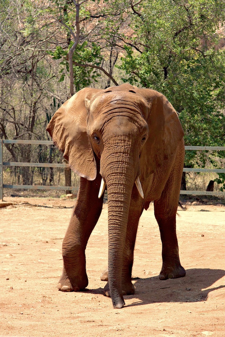 African bush elephant