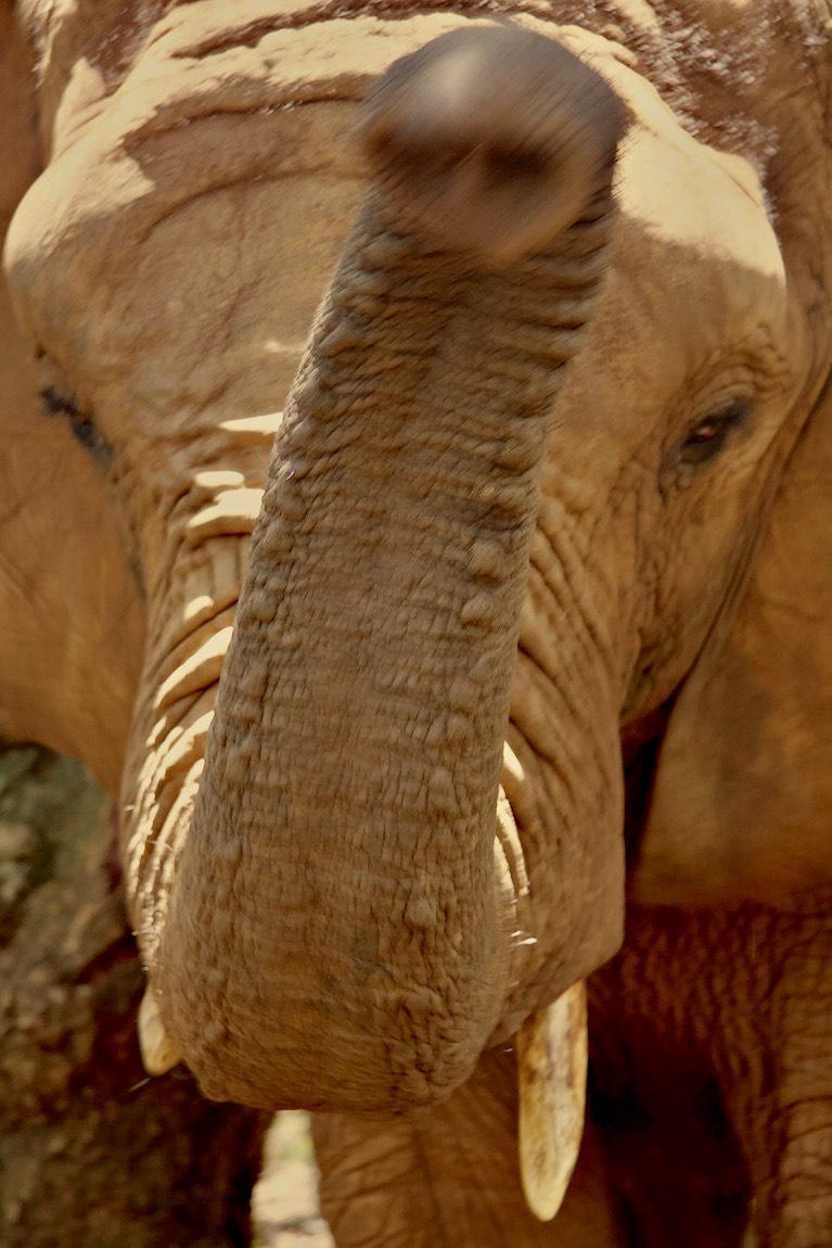 African bush elephant