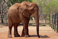 African bush elephant