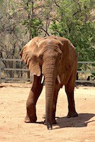 African bush elephant