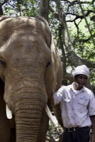 Patient elephant and attendant with a  cold head?