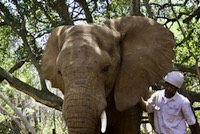 Patient elephant and attendant with a  cold head?