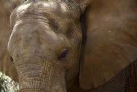 African bush elephant. Large and patient.