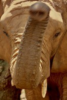 African bush elephant