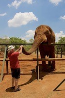 Feeding an elephant by dropping food down his trunk seemed very odd.