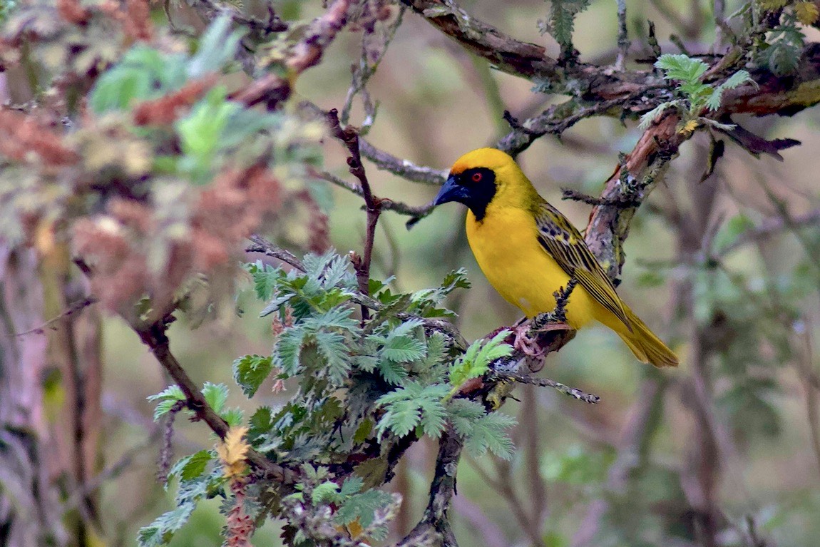 Southern Masked Weaver