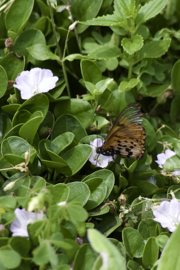 Acraea horta butterfly