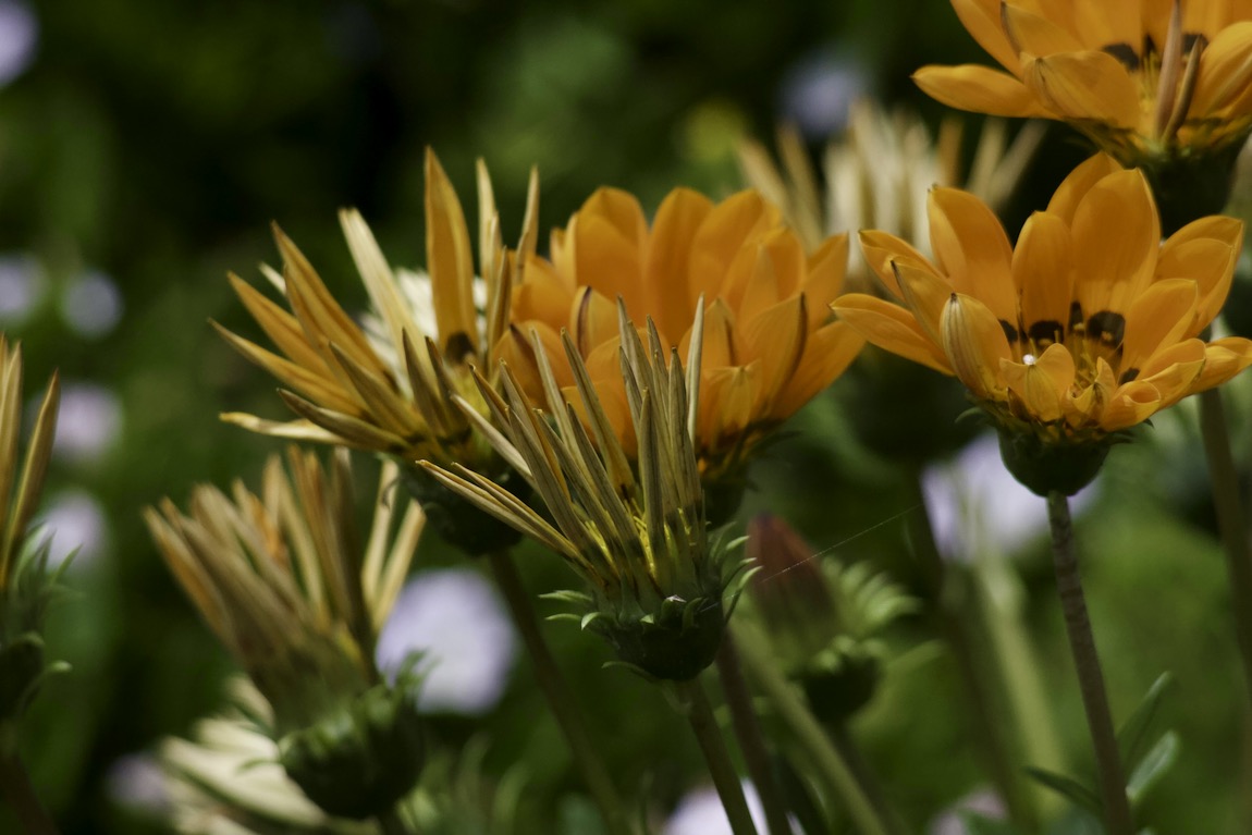 Gazania  or Treasure Flower