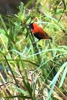 Southern Red Bishop