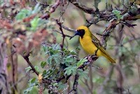 Southern Masked Weaver