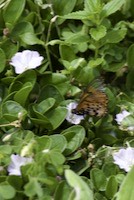 Acraea horta butterfly