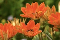 Gazania or Treasure Flower