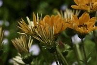 Gazania  or Treasure Flower