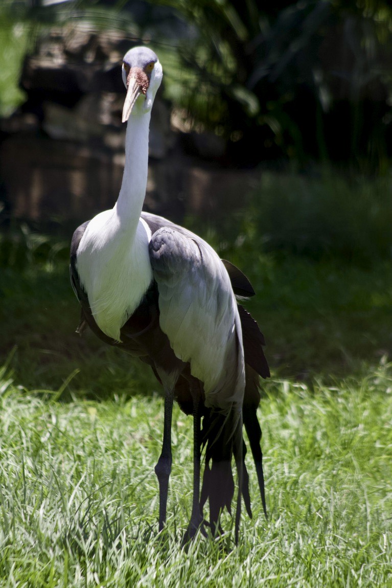 Grus (Crane)