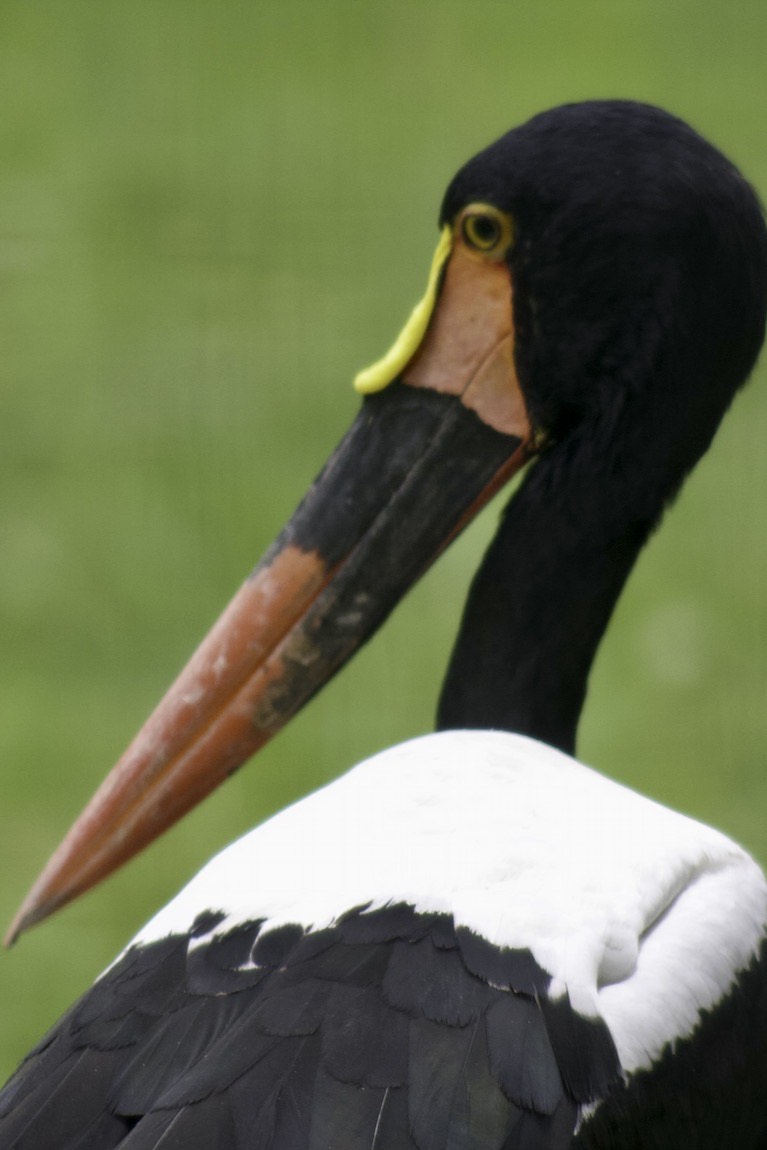 Saddlebill