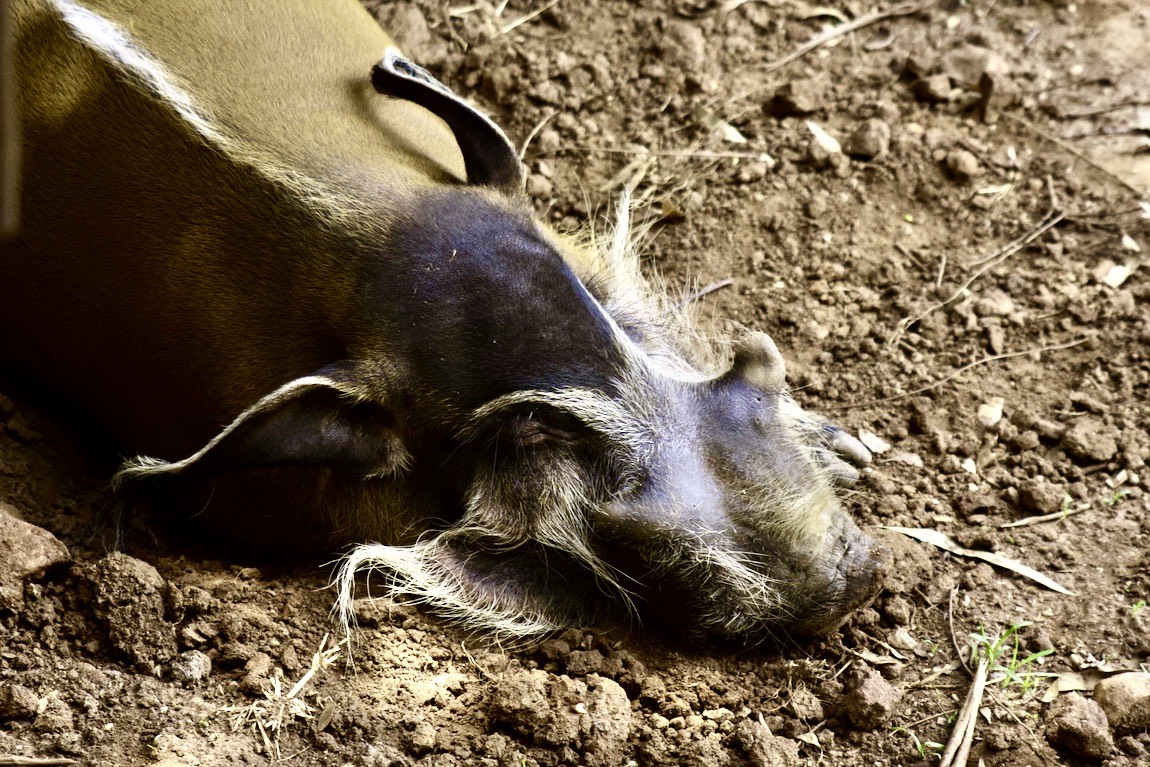Red River Hog