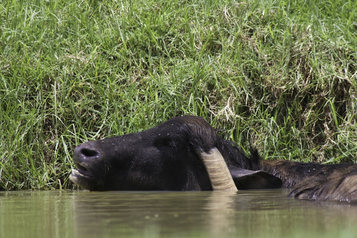 Bliss for a buffalo