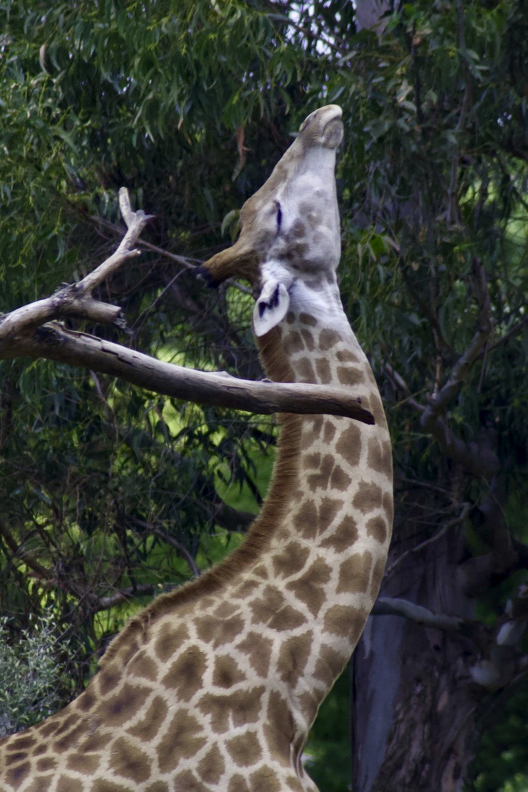 It's hard to get a good scratch