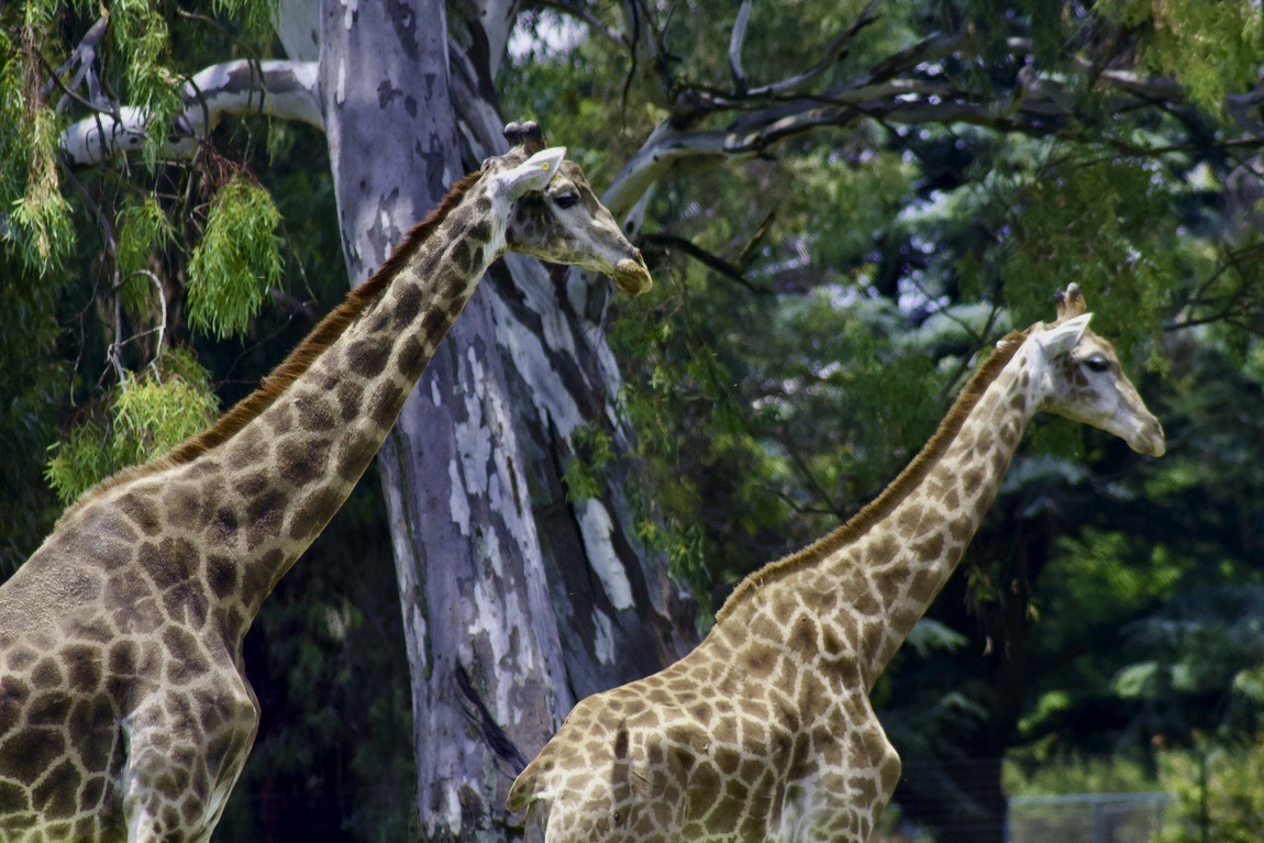 Northern giraffe