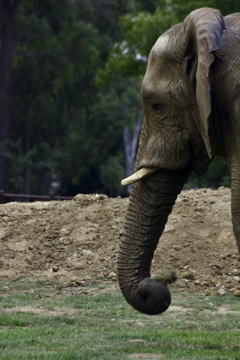 African bush elephant