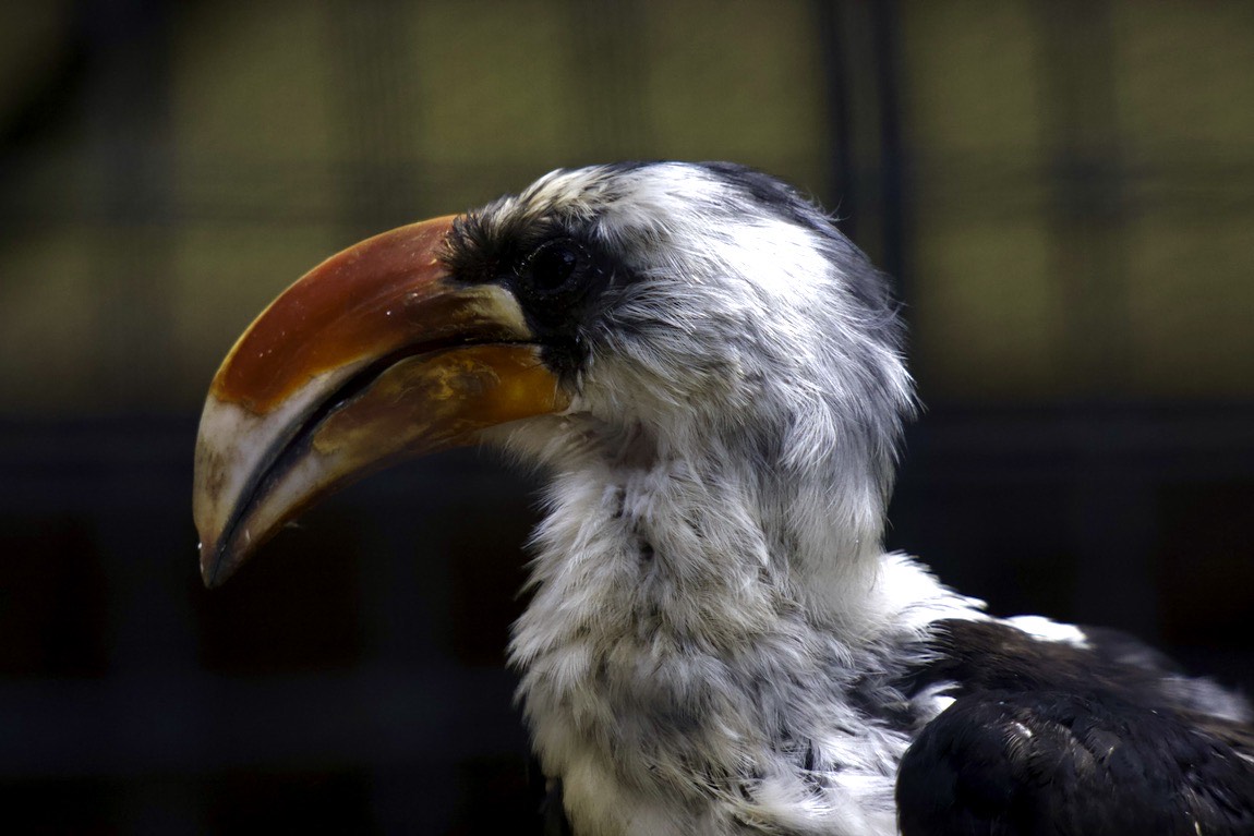 Von der Decken's Hornbill