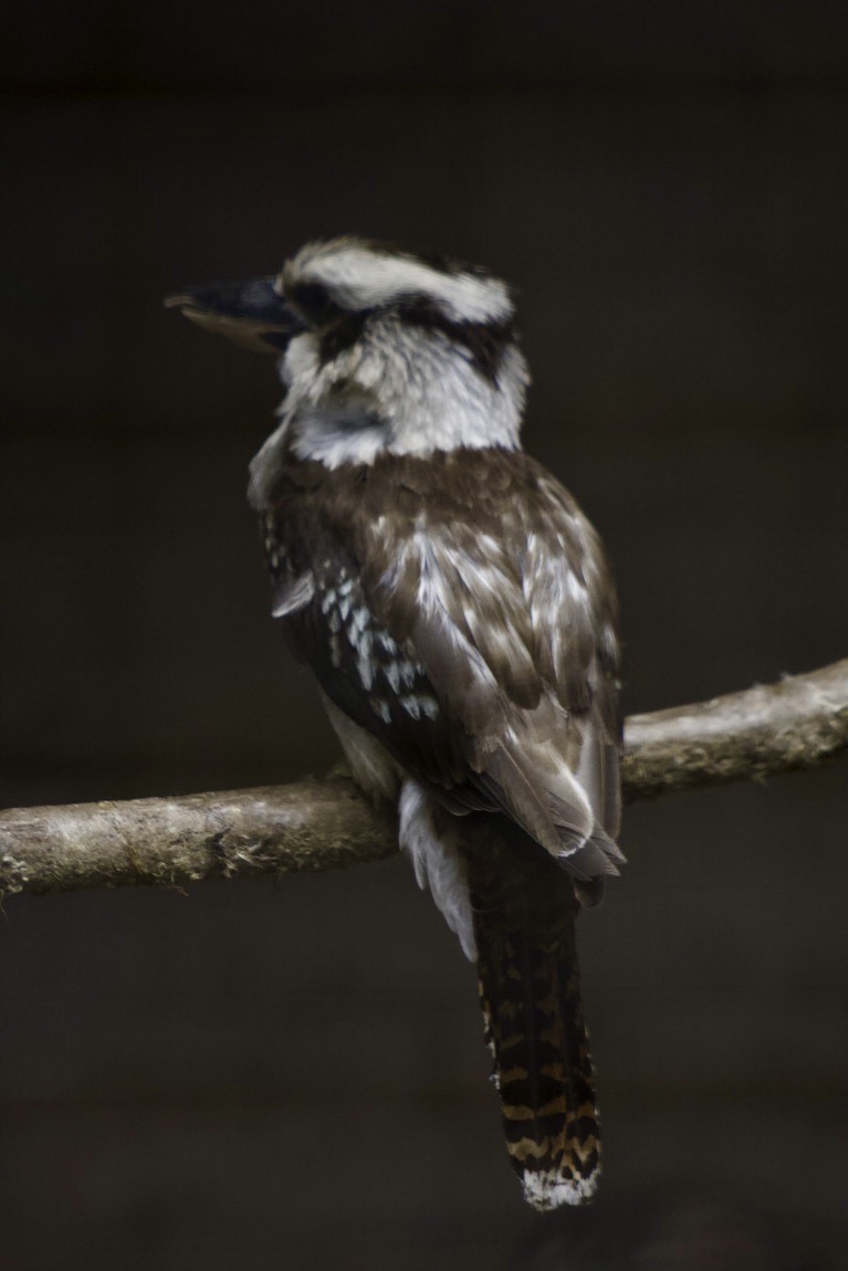 Laughing Kookaburra