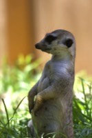 Meerkat