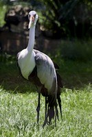 Grus (Crane)