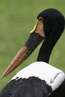 Saddlebill