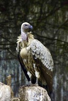 Gyps vulture