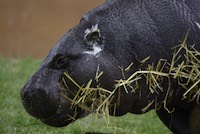 Hippopotamus