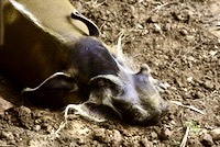 Red River Hog