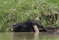 Bliss for a buffalo