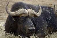 African buffalo