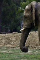 African bush elephant