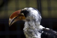 Von der Decken's Hornbill