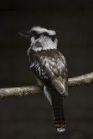 Laughing Kookaburra