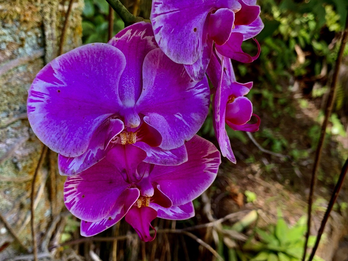 Hawaii Tropical Botanical Garden