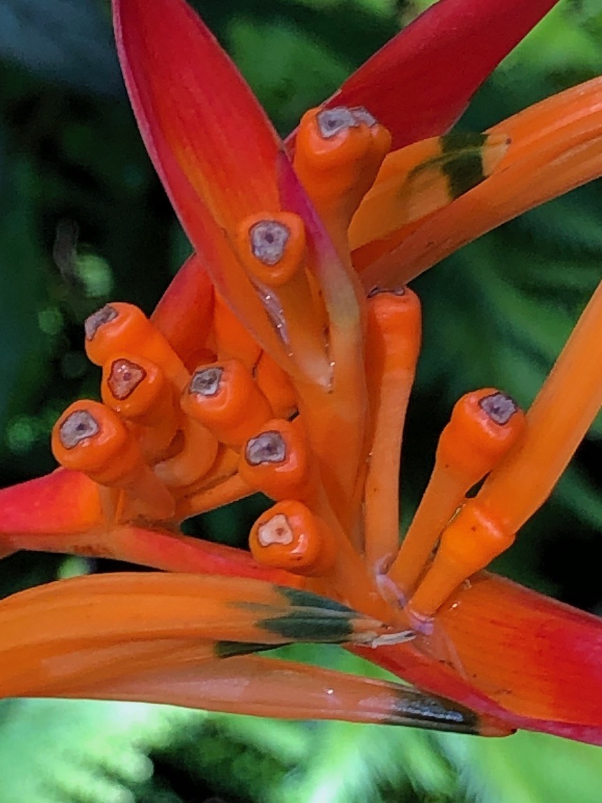 Hawaii Tropical Botanical Garden