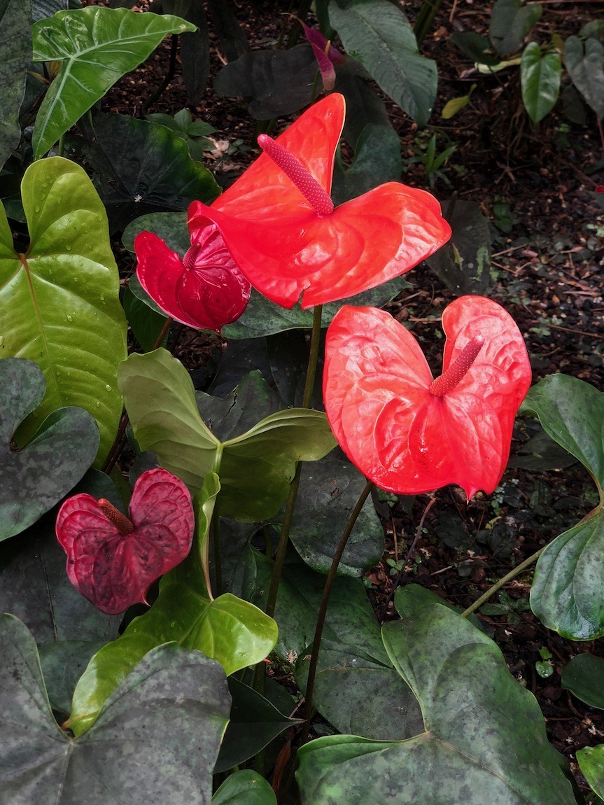 Hawaii Tropical Botanical Garden