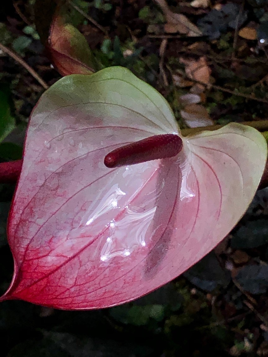 Hawaii Tropical Botanical Garden