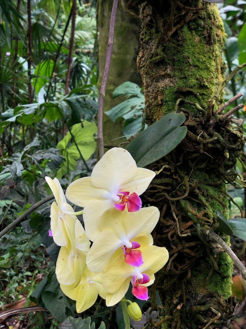 Hawaii Tropical Botanical Garden