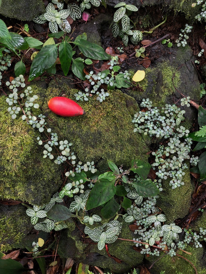 Hawaii Tropical Botanical Garden