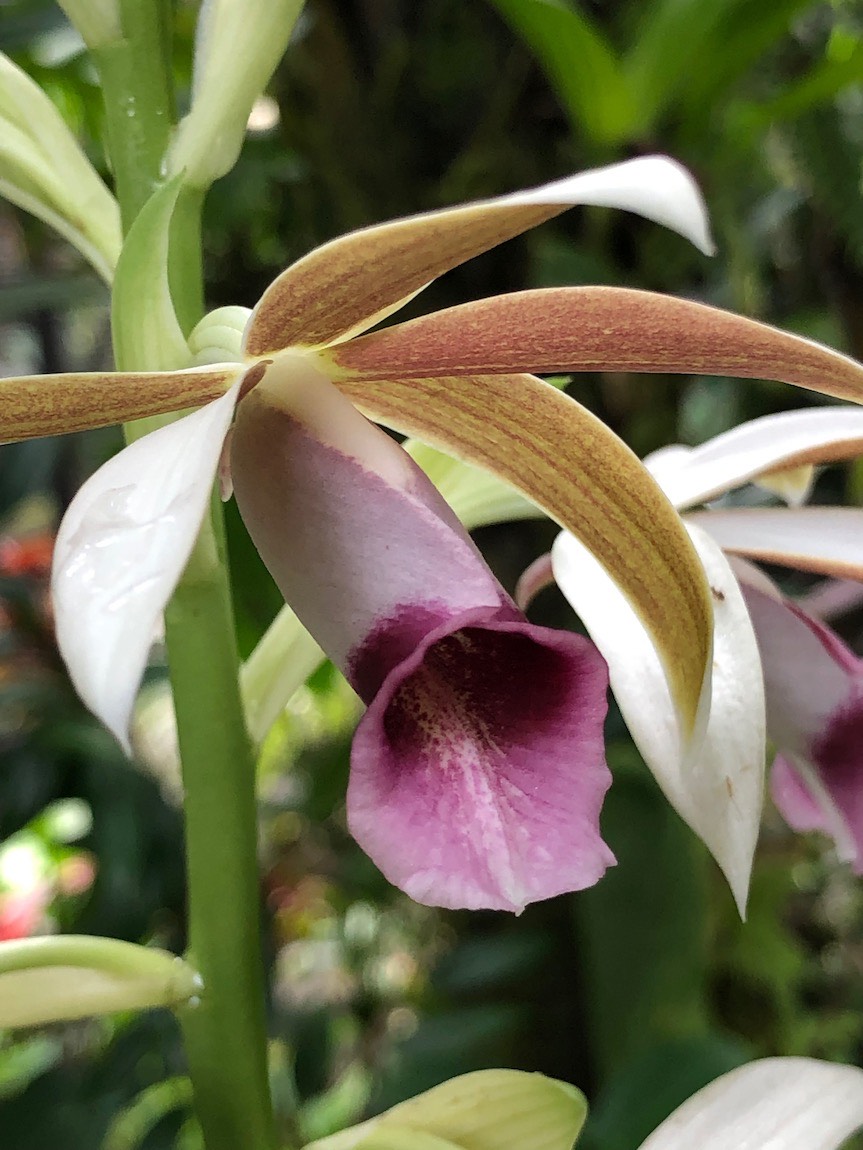 Hawaii Tropical Botanical Garden