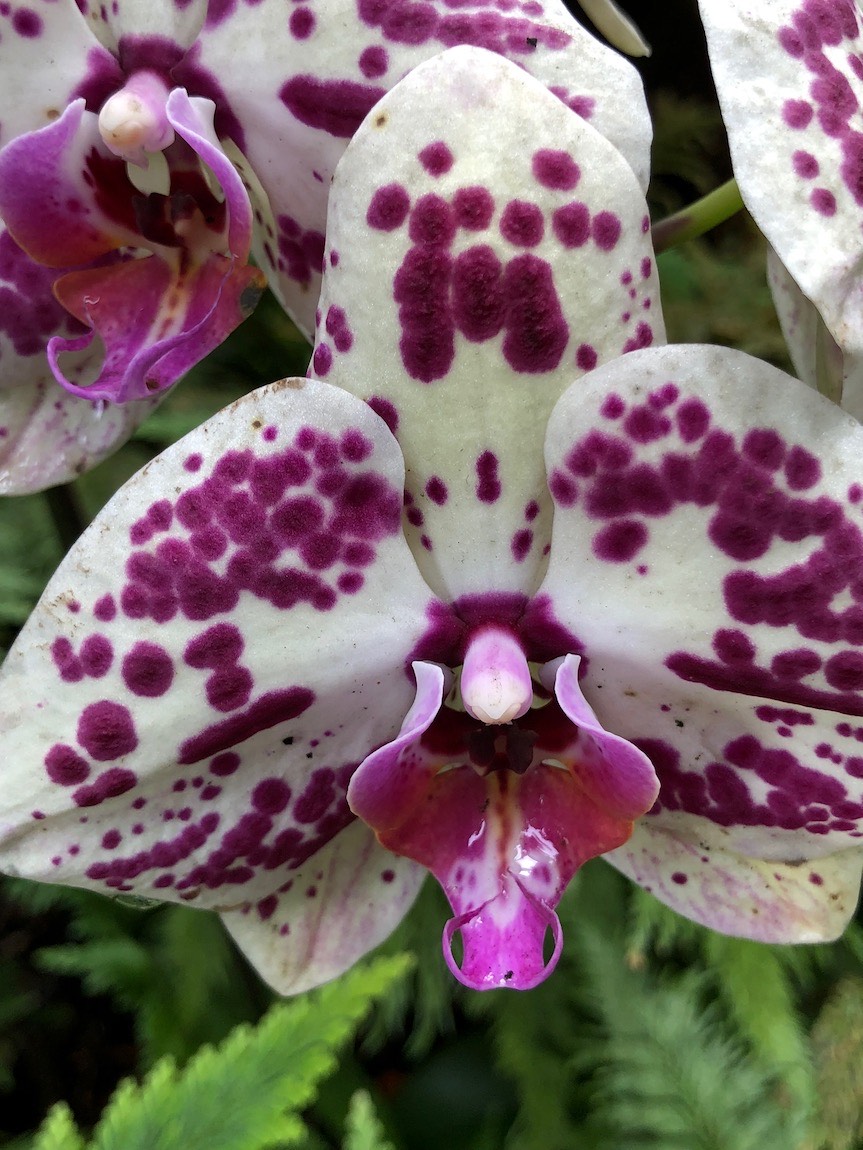 Hawaii Tropical Botanical Garden