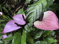 Hawaii Tropical Botanical Garden