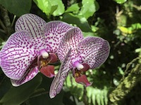 Hawaii Tropical Botanical Garden