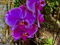 Hawaii Tropical Botanical Garden