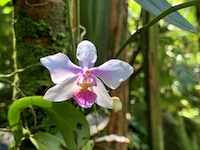 Hawaii Tropical Botanical Garden