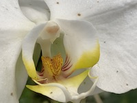 Hawaii Tropical Botanical Garden